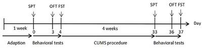 Differential Regulation of DNA Methylation at the CRMP2 Promoter Region Between the Hippocampus and Prefrontal Cortex in a CUMS Depression Model